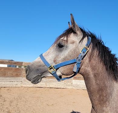ARABIAN HORSES FOR SALE, SAN ANTONIO TEXAS AREA